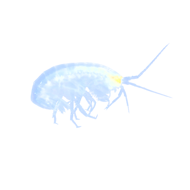 Höhlen-Zwergflohkrebs