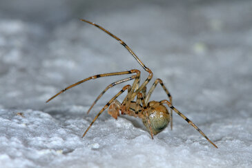Gefleckte Höhlenspinne